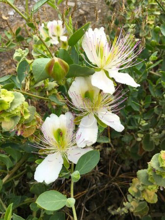 White caper flowers (Capparis spinosa - seeker's rose) have pinkish-white petals and many long purple stamens.