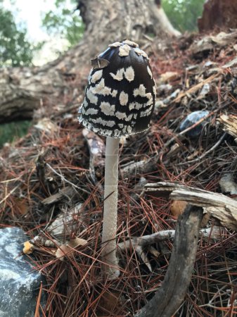 Téléchargez les photos : Coprinopsis picacea, également connu sous le nom de champignons de la pie venimeuse dans une forêt d'automne en Grèce. Coprinus picaceus. Champignon Coprinus - en image libre de droit