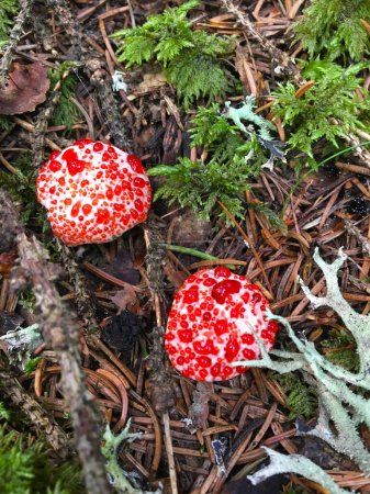 Photo for Inedible mushroom Hydnellum peckii in the needles. Known as Red-juice Tooth, Bleeding tooth fungus or Devil's Tooth. Wild white-red mushroom in forest. - Royalty Free Image