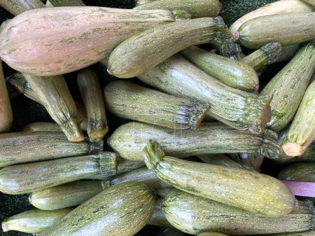 Frisch gepflückte Zucchini, Lebensmittel Hintergrund. Makrofotogemüse. Archivfoto pflanzliche Nahrung grüne Zucchini Hintergrund. Frisches und köstliches Gemüse. Bilder von pflanzlichen Produkten.