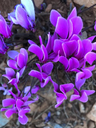 Cagliari: close-up of a cyclamen flower against a background of stones. Purple flowers in sunlight growing in a Greek forest