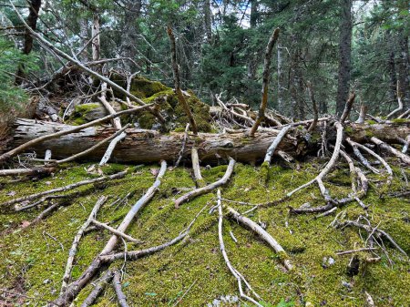 Der Baum knickte um, zerbrach und fiel aufgrund des starken Windes zu Boden. Naturphänomen. Folgen nach dem Hurrikan. Alter und trockener Baum in der Region Griechenland.