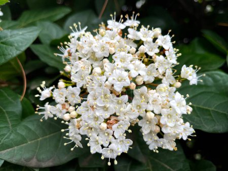 Lauristin, oder Viburnum Tinus, oder laurustinus, weiße Blüten auf grünem Hintergrund, die in einem griechischen Park wachsen.