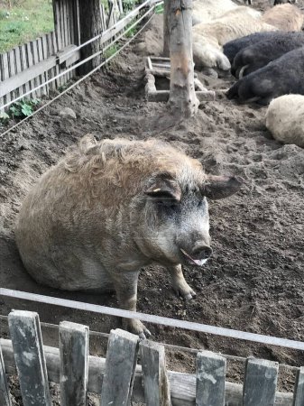 Mangalica (ungarische Mangalica) ist eine ungarische Hausschweinrasse; Wolshwein sitzt und wartet auf Nahrung. Haustiere