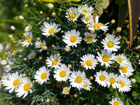 Argyranthemum frutescens, white Paris daisy. Marguerite flowers closeup. Buds, blooms and fading heads on thin stems rise up to the sun. Dill daisy bush, Summer Chrysanthemum, Canary Island native.
