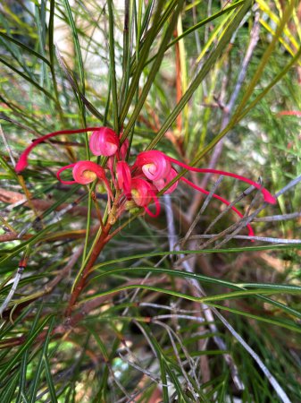 Grevillea johnsonii (Johnson's Grevillea) is a shrub species which is endemic to New South Wales in Australia. Proteaceae family.