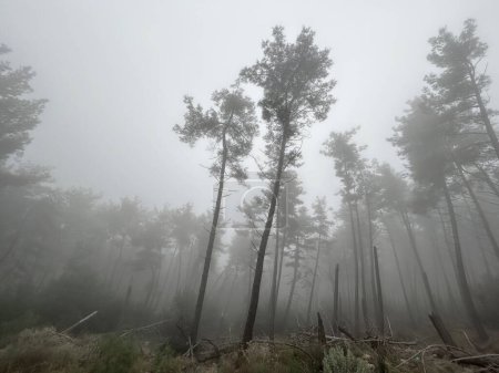 Bäume mit Nebel im Wald. Nebel in Griechenland Winter in Griechenland. Verschwommene Waldsilhouette Schwarz-Weiß-Abstrakt