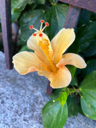 Foto de Hibisco naranja, rosemallow, imagen de flor tropical. Primer plano de una flor de hibisco naranja que crece en plantas exuberantes en el jardín. Inmutable, hermoso, naturaleza, frágil, verde y concepto de parque. - Imagen libre de derechos