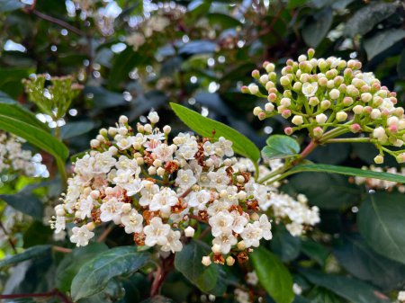 Lauristin, or Viburnum Tinus, or laurustinus, white flowers on a green background, growing in a Greek park.