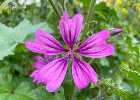Pink flowers close up. High or Tall Mallow is Herbaceous biennial plant. Flowers large, showy, purple with dark venation. Malva Sylvestris is a species of the family Malvaceae. Growing in a Greek park