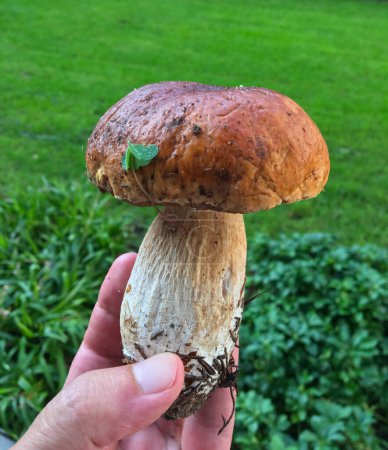 Penny bun, Boletus edulis, in hand. Fresh edible mushroom growing under aspen trees in the forest among the grass.