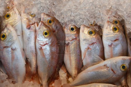 Photo for Chilled fish on ice. Red dorado sea fish on the counter of a fishmonger in Greece. Fish on ice,close-up. An assortment of several whole raw.  Mediterranean Kitchen. Seafood. Cooking and Healthy eating - Royalty Free Image