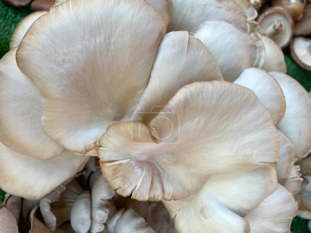 Hintergrund vieler Austernpilze. Weiße Austernpilze im Vollformat. Frische Pilze auf dem Markt. Hintergrund speichern. Gesunde Ernährung. Bilder von pflanzlichen Produkten.