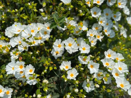 Blüte der Spanischen Zistrose, Cistus monspeliensis, Gum-Zistrose, Heil- und Gewürzpflanze. Nahaufnahme von blühenden Blüten der Gallipoli-Rose (cistus salviifolius)
