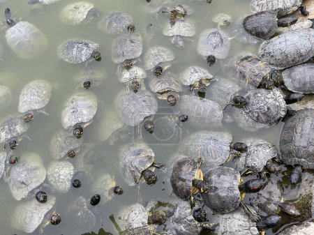 Hay muchas tortugas nadando en el río. Estanque de tortugas con muchas tortugas en un parque en Atenas, Grecia. Vista superior de tortugas nadando en el pantano