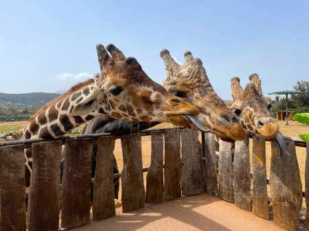 Trzy żyrafy czekają na jedzenie. Portret żyrafy w zoo Żyrafy to dzikie zwierzęta w zoo w Atenach (Grecja) z jasnym niebem w sezonie letnim (ssak)