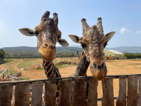 Deux girafes attendent de la nourriture. Portrait d'une girafe dans le zoo Les girafes sont des animaux sauvages dans un zoo d'Athènes (Grèce) avec un ciel dégagé pendant la saison estivale (mammifères)