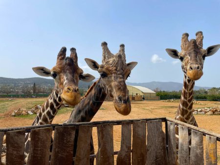 Trzy żyrafy czekają na jedzenie. Portret żyrafy w zoo Żyrafy to dzikie zwierzęta w zoo w Atenach (Grecja) z jasnym niebem w sezonie letnim (ssak)