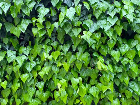 Textura de hiedra. Una pared de hojas verdes frescas como fondo botánico. Hedera canariensis, primer plano de hiedra argelina. Tonos brillantes de follaje joven de primavera. Planta ornamental trepadora, cubierta de suelo rastrero.