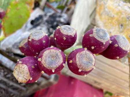 Téléchargez les photos : Cactus de poires épineuses (Opuntia, ficus-indica, opuntia de figuier indien) aux fruits - en image libre de droit