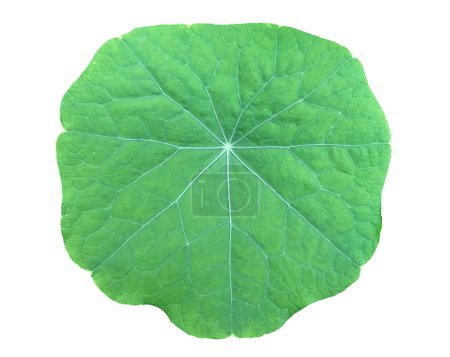 Nahaufnahme von grünem Kapuzinerkresseblatt auf weißem Hintergrund. Feines Venenmuster auf einer flachen runden Oberfläche in Form eines Lotus. Gesunde Ernährung, Rohkost, kulinarische Zutaten. Essbare Gartenpflanze