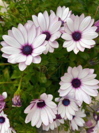 White Cape daisy, a flower with a light purple center and young buds above green leaves. The African daisy, the blue-eyed daisy, is blooming, trying to catch the sun. Osteospermum eclonis, Dimorphotheca.