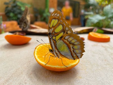 Green malachite butterflies eat an orange slice at a zoo in Greece. Exotic butterfly in the tropics. 