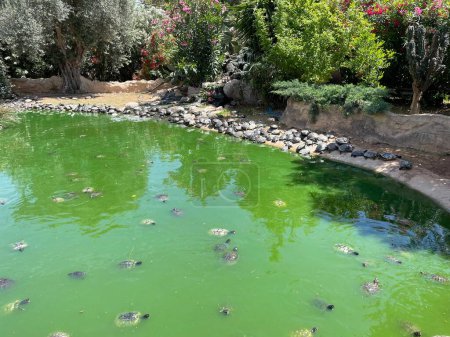 Im Fluss schwimmen viele Schildkröten. Schildkrötenteich mit vielen Schildkröten in einem Park in Athen, Griechenland. Grüner Zweig mit Schildkröten.