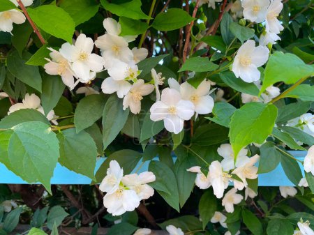 White flowers on the branch of English dogwood, closeup. Philadelphus coronarius, delicate blooms with yellow stamens, its translucent petals look slightly crinkled. Sweet mock orange bush, ornamental
