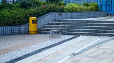 Téléchargez les photos : Un chien marchant sur Tsing Yi Promenade, Hong Kong. Scène de voyage. - en image libre de droit