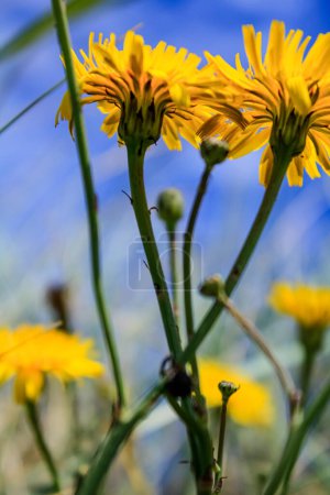 La vue en angle bas du pissenlit commun dans la campagne contre le ciel bleu. Fleur sauvage jaune en milieu rural. Nature et paysage