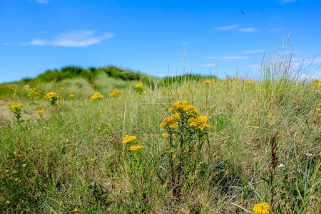 Löwenzahn im ländlichen Raum. Gelbe Wildblumen mit grünem Gras. Natur und Landschaft.