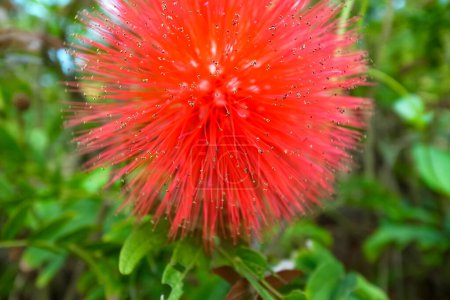 Close-up of Calliandra dysantha in the rural. Flower and plant