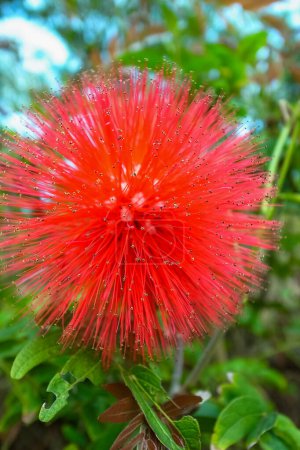 Close-up of Calliandra dysantha in the rural. Flower and plant
