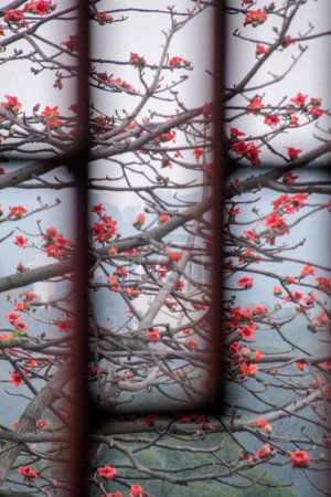 La vista de Cotton Tree (Bombax ceiba) al aire libre en el día nublado. Flores rojas en el árbol. Flor y planta.