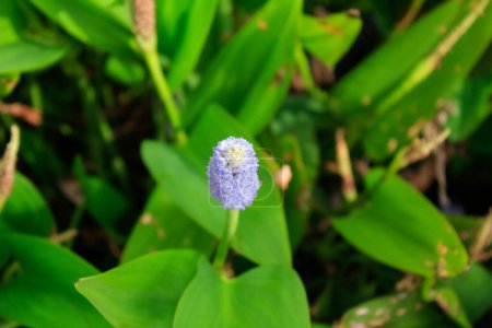 Nahaufnahme des Pickerlkrauts im ländlichen Raum. Blühende Pflückergras (Pontederia cordata) Wasserpflanze, violettblaue Blume. Blume und Pflanze.