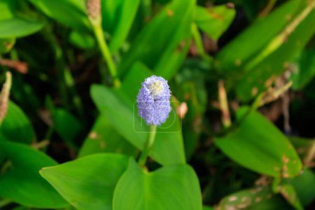 Close-up of the pickerel weed in the rural. Blooming pickerelweed (Pontederia cordata) water plant, violet blue flower. Flower and plant.