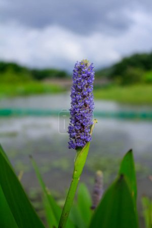 Nahaufnahme des Pickerlkrauts im ländlichen Raum. Blühende Pflückergras (Pontederia cordata) Wasserpflanze, violettblaue Blume. Blume und Pflanze.