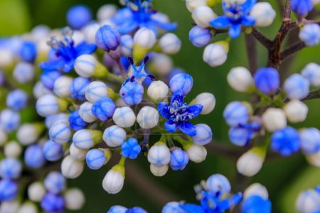 Téléchargez les photos : Gros plan de Dichroa febrifuga bleu, Hydrangeaceae, dans le jardin. Fleurs bleues sauvages en milieu rural. Fleur et plante. - en image libre de droit
