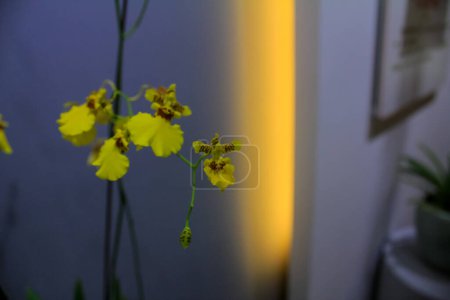 Nahaufnahme der Kandyan-Tänzer-Orchidee. Gelbe Orchideenblüte. Blume und Pflanze.
