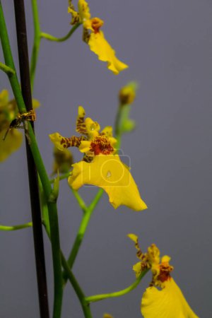 Close-up of Kandyan dancer orchid. Yellow orchid flower. Flower and plant.