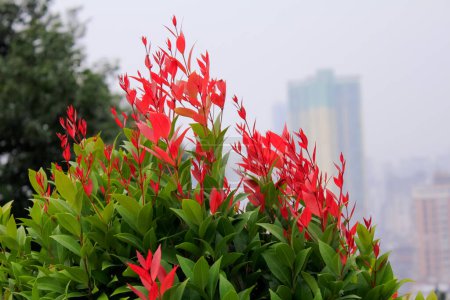 Close up of Young leaves of the Christina tree. The red leaves of the Christina plant against the cloudy sky, Flower and plant.