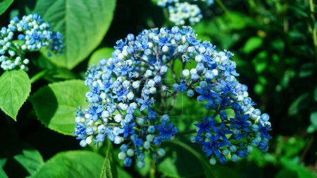 Photo for Close-up of blue Dichroa febrifuga, Hydrangeaceae, in the garden. Wild blue flowers in rural. Flower and plant. - Royalty Free Image