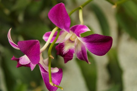 Close-up of Cooktown Orchid with green leaves in background. Flower and plant.