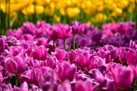 Primer plano de tulipanes morados en el mar de tulipanes durante el día. Tulipanes morados en el jardín con luz solar. Flor y planta. Para fondo, naturaleza y fondo de flores.