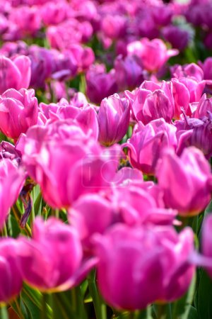 Primer plano de tulipanes morados en el mar de tulipanes durante el día. Tulipanes morados en el jardín con luz solar. Flor y planta. Para fondo, naturaleza y fondo de flores.