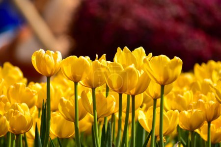 Close-up of yellow tulips in the sea of tulips in daytime. Yellow tulips in the garden with sunlight. Flower and plant. For background, nature and flower background.