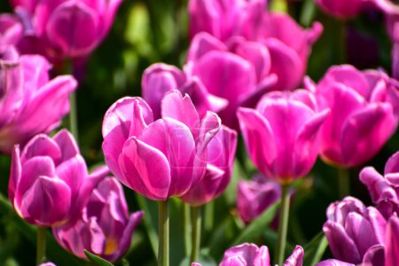 Foto de Primer plano de tulipanes morados en el mar de tulipanes durante el día. Tulipanes morados en el jardín con luz solar. Flor y planta. Para fondo, naturaleza y fondo de flores. - Imagen libre de derechos
