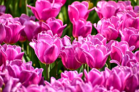 Foto de Primer plano de tulipanes morados en el mar de tulipanes durante el día. Tulipanes morados en el jardín con luz solar. Flor y planta. Para fondo, naturaleza y fondo de flores. - Imagen libre de derechos