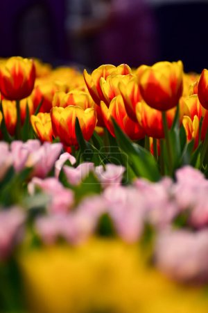 Close-up of red-and-yellow tulips in the sea of tulips in daytime. Flower and plant. For background, nature and flower background.